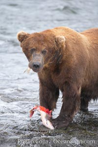 A brown bear eats a salmon it has caught in the Brooks River, Ursus arctos, Katmai National Park, Alaska