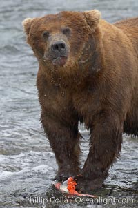 A brown bear eats a salmon it has caught in the Brooks River, Ursus arctos, Katmai National Park, Alaska