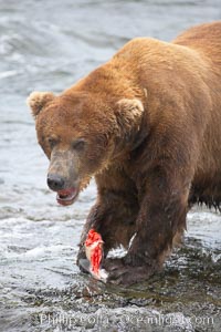 A brown bear eats a salmon it has caught in the Brooks River, Ursus arctos, Katmai National Park, Alaska