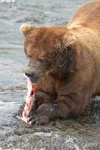 A brown bear eats a salmon it has caught in the Brooks River, Ursus arctos, Katmai National Park, Alaska