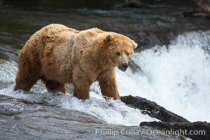 A large, old brown bear (grizzly bear) wades across Brooks River. Coastal and near-coastal brown bears in Alaska can live to 25 years of age, weigh up to 1400 lbs and stand over 9 feet tall, Ursus arctos, Katmai National Park