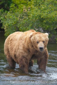 A large, old brown bear (grizzly bear) wades across Brooks River. Coastal and near-coastal brown bears in Alaska can live to 25 years of age, weigh up to 1400 lbs and stand over 9 feet tall.