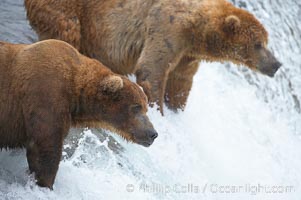 Brown bear (grizzly bear), Ursus arctos, Brooks River, Katmai National Park, Alaska