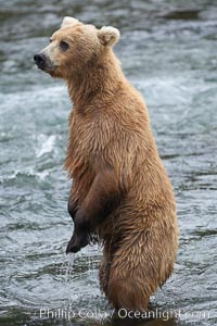 Brown bear (grizzly bear). Brooks River, Katmai National Park, Alaska, USA, Ursus arctos, natural history stock photograph, photo id 17041