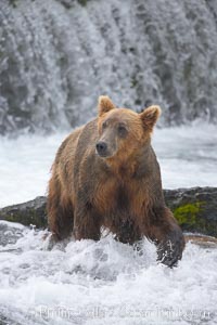 Brown bear (grizzly bear), Ursus arctos, Brooks River, Katmai National Park, Alaska