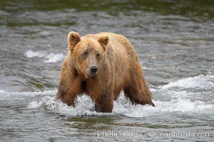 Brown bear (grizzly bear). Brooks River, Katmai National Park, Alaska, USA, Ursus arctos, natural history stock photograph, photo id 17044