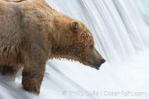 Brown bear waits for salmon at Brooks Falls. Blurring of the water is caused by a long shutter speed. Brooks River, Ursus arctos, Katmai National Park, Alaska