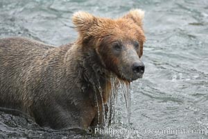 Brown bear (grizzly bear), Ursus arctos, Brooks River, Katmai National Park, Alaska