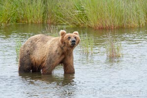 Brown bear walks through the marshes that skirt the Brooks River, Ursus arctos, Katmai National Park, Alaska