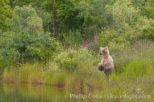 Brown bear walks through the marshes that skirt the Brooks River.