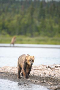 Brown bear (grizzly bear). Brooks River, Katmai National Park, Alaska, USA, Ursus arctos, natural history stock photograph, photo id 17064
