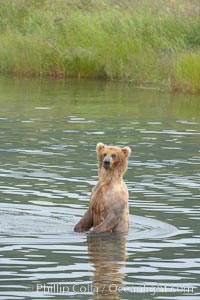 Brown bear walks through the marshes that skirt the Brooks River, Ursus arctos, Katmai National Park, Alaska