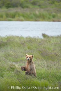 Brown bear walks through the marshes that skirt the Brooks River, Ursus arctos, Katmai National Park, Alaska