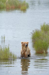 Brown bear walks through the marshes that skirt the Brooks River, Ursus arctos, Katmai National Park, Alaska