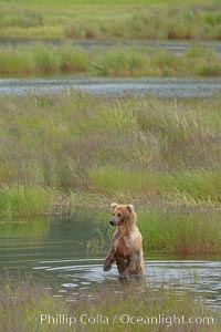 Brown bear walks through the marshes that skirt the Brooks River, Ursus arctos, Katmai National Park, Alaska