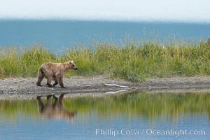 Brown bear is reflected in the Brooks River along the edge of Brooks Lake.