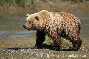 Coastal brown bear walks in Silver Salmon Creek, Ursus arctos, Lake Clark National Park, Alaska
