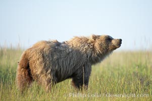 Young coastal brown bear in sedge grass meadow, Ursus arctos, Lake Clark National Park, Alaska