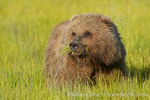 Young brown bear grazes in tall sedge grass.  Brown bears can consume 30 lbs of sedge grass daily, waiting weeks until spawning salmon fill the rivers, Ursus arctos, Lake Clark National Park, Alaska