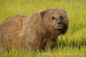 Portrait of a young brown bear, pausing while grazing in tall sedge grass.  Brown bears can consume 30 lbs of sedge grass daily, waiting weeks until spawning salmon fill the rivers, Ursus arctos, Lake Clark National Park, Alaska