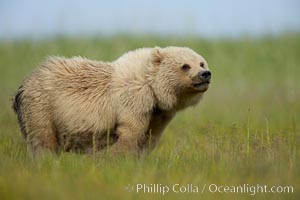 Coastal brown bear cub, one and a half years old, near Johnson River.  This cub will remain with its mother for about another six months, and will be on its own next year, Ursus arctos, Lake Clark National Park, Alaska