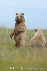 Brown bear cubs, one and a half years old, Ursus arctos, Lake Clark National Park, Alaska