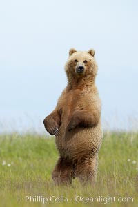 A brown bear mother (sow) stands in tall sedge grass to look for other approaching bears that may be a threat to her cubs, Ursus arctos, Lake Clark National Park, Alaska