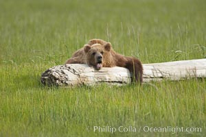 Lazy brown bear naps on a log, Ursus arctos, Lake Clark National Park, Alaska