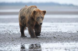 Mature male coastal brown bear boar waits on the tide flats at the mouth of Silver Salmon Creek for salmon to arrive.  Grizzly bear. Lake Clark National Park, Alaska, USA, Ursus arctos, natural history stock photograph, photo id 19252