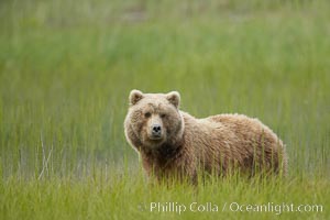 Coastal brown bear in meadow.  The tall sedge grasses in this coastal meadow are a food source for brown bears, who may eat 30 lbs of it each day during summer while waiting for their preferred food, salmon, to arrive in the nearby rivers, Ursus arctos, Lake Clark National Park, Alaska