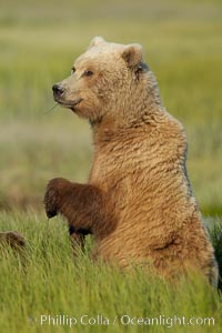 A brown bear mother (sow) stands in tall sedge grass to look for other approaching bears that may be a threat to her cubs, Ursus arctos, Lake Clark National Park, Alaska