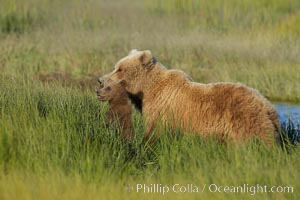 Female mother brown bear sow and spring cub in tall sedge grass, Ursus arctos, Lake Clark National Park, Alaska