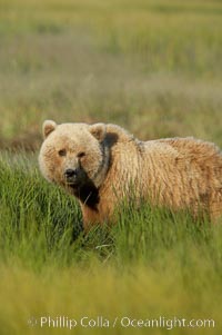 Brown bear (grizzly bear), Ursus arctos, Lake Clark National Park, Alaska