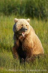 Brown bear female adult yawning.  Grizzly bear, Ursus arctos, Lake Clark National Park, Alaska