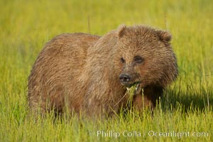 Young brown bear grazes in tall sedge grass.  Brown bears can consume 30 lbs of sedge grass daily, waiting weeks until spawning salmon fill the rivers, Ursus arctos, Lake Clark National Park, Alaska