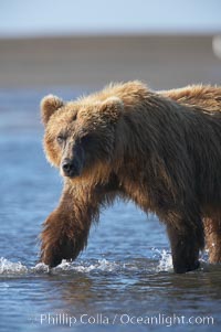 Coastal brown bear forages for salmon returning from the ocean to Silver Salmon Creek.  Grizzly bear, Ursus arctos, Lake Clark National Park, Alaska