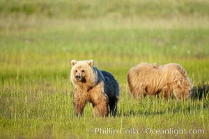 Juvenile brown bears near Johnson River.  Before reaching adulthood and competition for mating, it is common for juvenile brown bears to seek one another for companionship after leaving the security of their mothers, Ursus arctos, Lake Clark National Park, Alaska