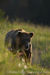 Mature male brown bear boat walks in tall sedge grass, Ursus arctos, Lake Clark National Park, Alaska