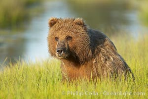 Portrait of a young brown bear, pausing while grazing in tall sedge grass.  Brown bears can consume 30 lbs of sedge grass daily, waiting weeks until spawning salmon fill the rivers, Ursus arctos, Lake Clark National Park, Alaska