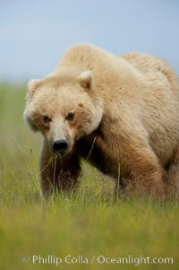 Brown bear female mother (sow) grazes on sedge grass near Johnson River, Ursus arctos, Lake Clark National Park, Alaska