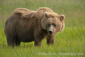 Coastal brown bear in meadow.  The tall sedge grasses in this coastal meadow are a food source for brown bears, who may eat 30 lbs of it each day during summer while waiting for their preferred food, salmon, to arrive in the nearby rivers, Ursus arctos, Lake Clark National Park, Alaska