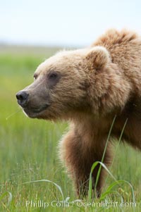 Coastal brown bear (grizzly bear) walks sedge grass meadow near Silver Salmon Creek, Ursus arctos, Lake Clark National Park, Alaska