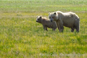 Mother and cub coastal brown bear in sedge grass meadow, Johnson River, Ursus arctos, Lake Clark National Park, Alaska