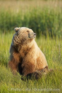 Mother brown bear sow sniffs the air, on alert for any approaching bear that may pose a threat to her three spring cubs asleep in the grass beside her, Ursus arctos, Lake Clark National Park, Alaska