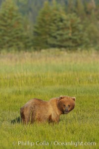 Coastal brown bear in meadow.  The tall sedge grasses in this coastal meadow are a food source for brown bears, who may eat 30 lbs of it each day during summer while waiting for their preferred food, salmon, to arrive in the nearby rivers, Ursus arctos, Lake Clark National Park, Alaska