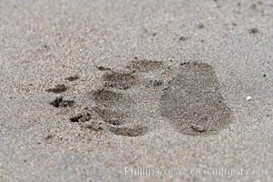 Brown bear paw print on sand.