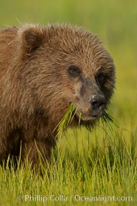 Young brown bear grazes in tall sedge grass.  Brown bears can consume 30 lbs of sedge grass daily, waiting weeks until spawning salmon fill the rivers, Ursus arctos, Lake Clark National Park, Alaska