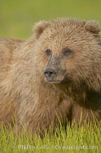 Portrait of a young brown bear, pausing while grazing in tall sedge grass.  Brown bears can consume 30 lbs of sedge grass daily, waiting weeks until spawning salmon fill the rivers, Ursus arctos, Lake Clark National Park, Alaska