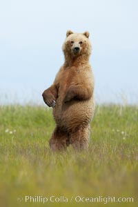 A brown bear mother (sow) stands in tall sedge grass to look for other approaching bears that may be a threat to her cubs, Ursus arctos, Lake Clark National Park, Alaska
