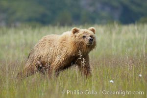 Coastal brown bear cub, one and a half years old, near Johnson River.  This cub will remain with its mother for about another six months, and will be on its own next year. Lake Clark National Park, Alaska, USA, Ursus arctos, natural history stock photograph, photo id 19159